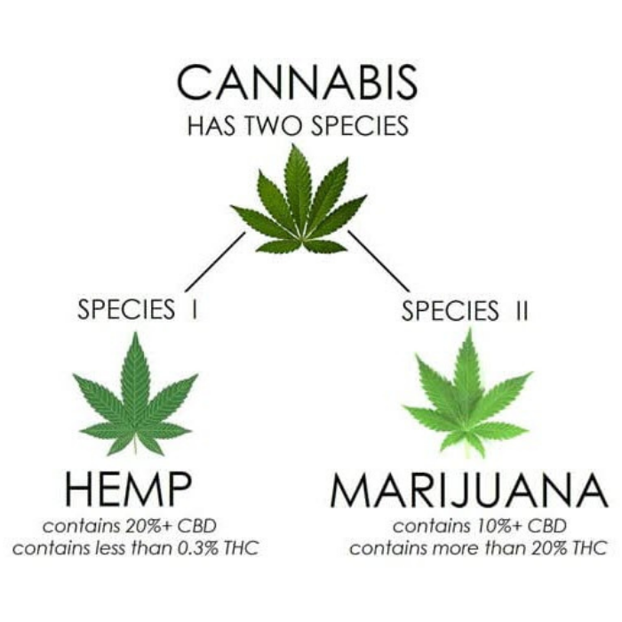 Marijuana vs Hemp
